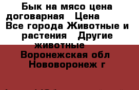 Бык на мясо цена договарная › Цена ­ 300 - Все города Животные и растения » Другие животные   . Воронежская обл.,Нововоронеж г.